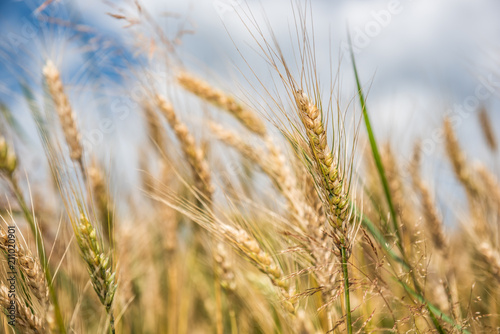 Kornähren im Frühsommer