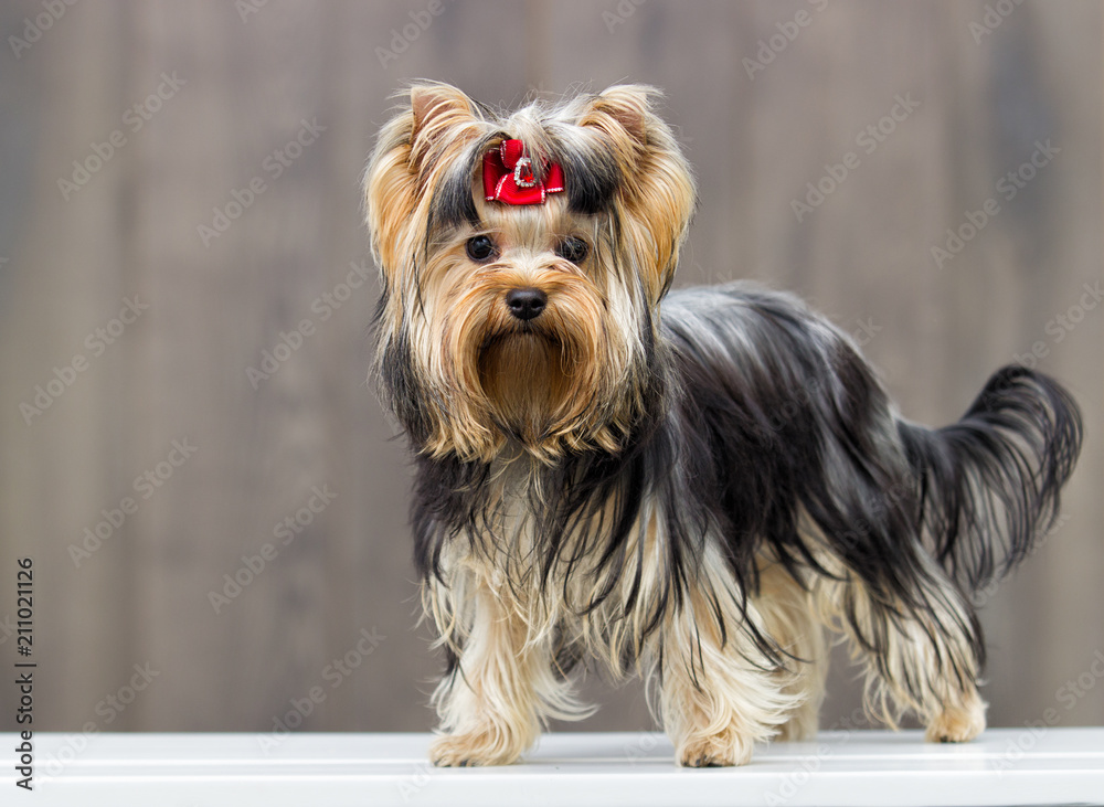 yorkshire terrier dog on a wooden background yorkshire terrier dog on a wooden background