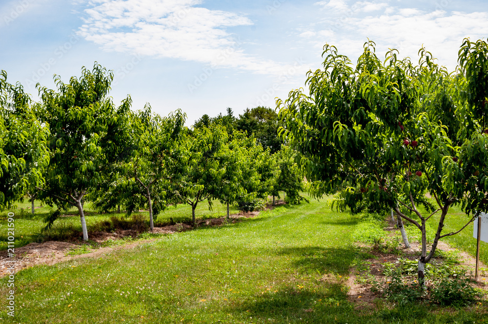 Peach trees in an orchard on a small farm