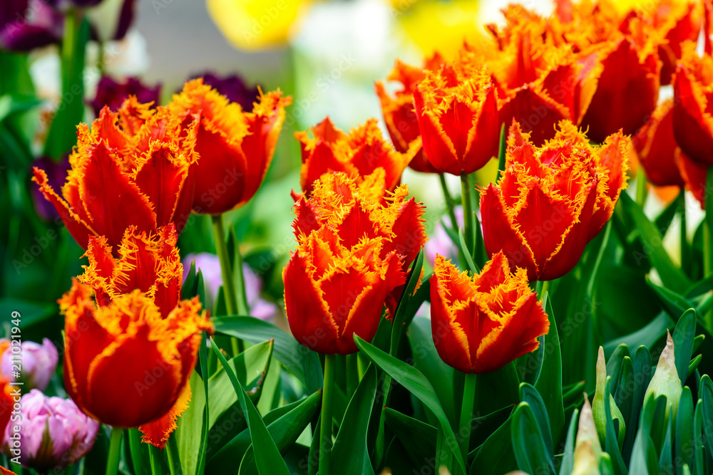 Flower tulip background. Amazing view of bright fresh beautiful 