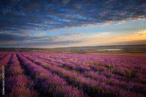 A large lavender field at sunset