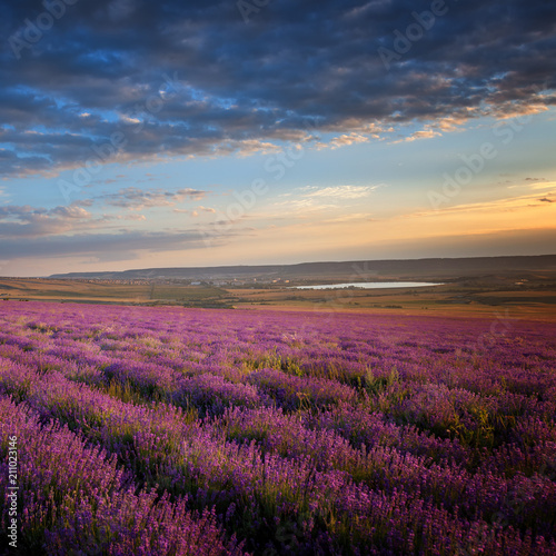 Lavender field under a blue sky with clouds © Aleksey Sagitov