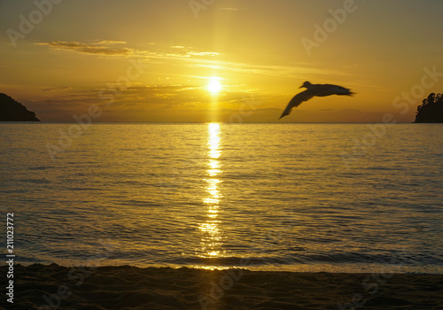 A seagull flies across the sunset on another beautiful morning on the Abel Tasman Coastal Track © Shawn