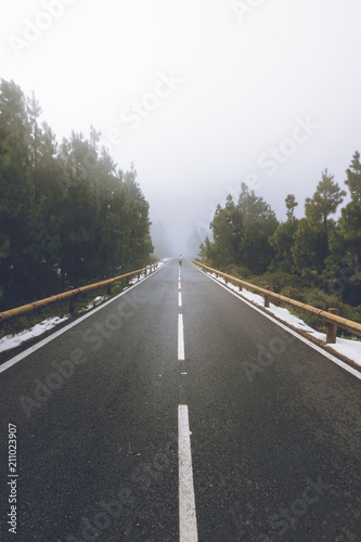  foggy road and pine forest