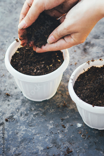 Women's  hands sow seeds in pots. The process of sowing in pots.