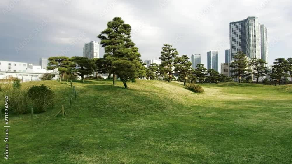 nature and flora concept - pine trees at hamarikyu gardens public park in tokyo, japan
