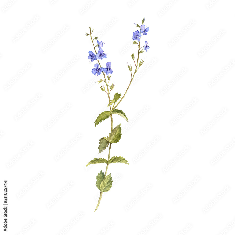 Obraz premium watercolor drawing flower of bird's-eye speedwell