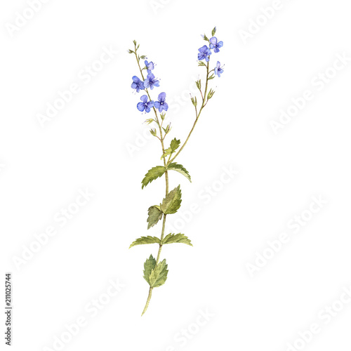 watercolor drawing flower of bird s-eye speedwell