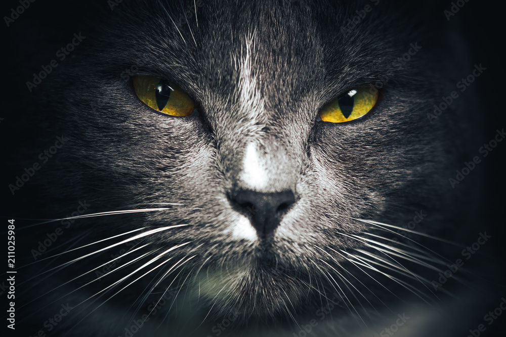Portrait of Russian blue Cat on Isolated Black Background. the cat looks up, squinting a little, sniffing. Close up picture with cat's eyes