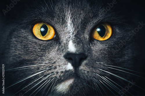 Portrait of Russian blue Cat on Isolated Black Background. the cat looks up, squinting a little, sniffing. Close up picture with cat's eyes