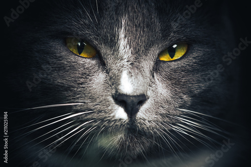 Fototapeta Naklejka Na Ścianę i Meble -  Portrait of Russian blue Cat on Isolated Black Background. the cat looks up, squinting a little, sniffing. Close up picture with cat's eyes
