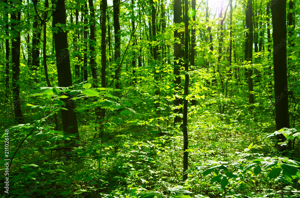 Forest trees. nature green wood sunlight backgrounds Forest trees. nature green wood sunlight backgrounds
