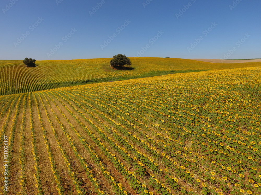 Girasoles en los campos de Portugal, vista aérea. Girasoles en los campos de Portugal, vista aérea.