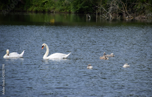 view over a lake with mute swans and cygnets  mute swan family on a lake in bavaria in june