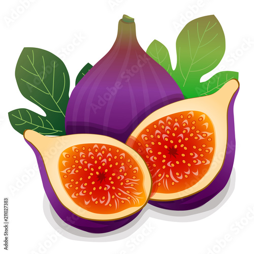 fig vector illustration