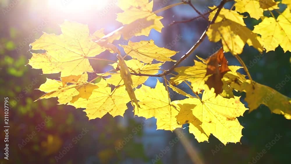 Closeup view of branch of maple tree with bright yellow shiny leaves isolated at blue sky background on warm autumn sunny day. Real time full hd video footage. Closeup view of branch of maple tree with bright yellow shiny leaves isolated at blue sky background on warm autumn sunny day. Real time full hd video footage.