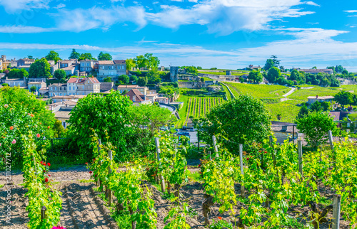 Fotografering Vineyards at Saint Emilion, France