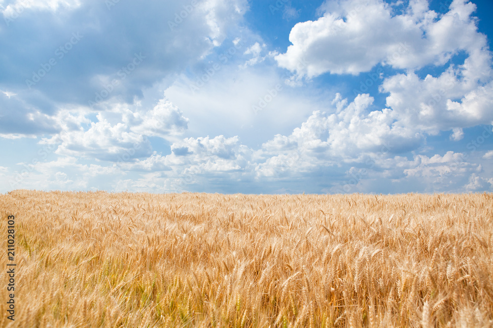 Summer Landscape of Golden Wheat Field