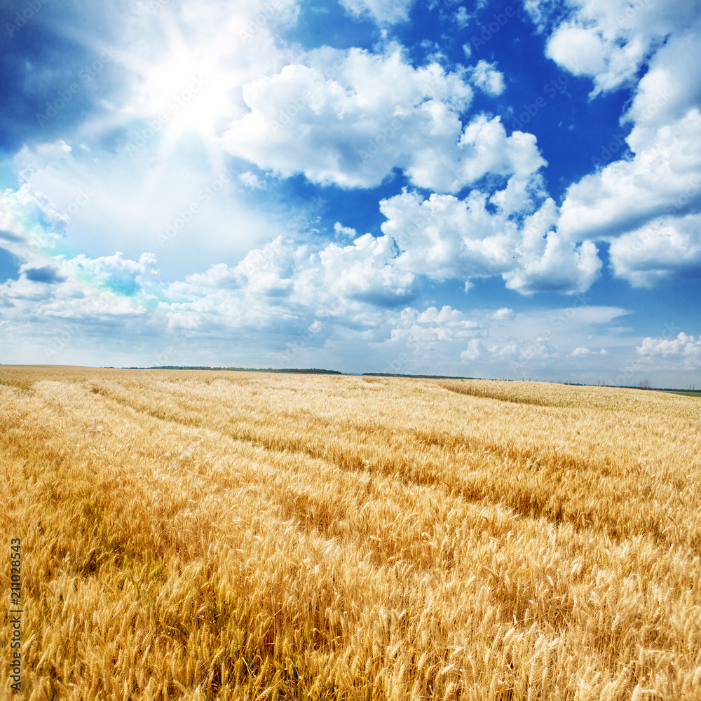 Summer Landscape of Golden Wheat Field