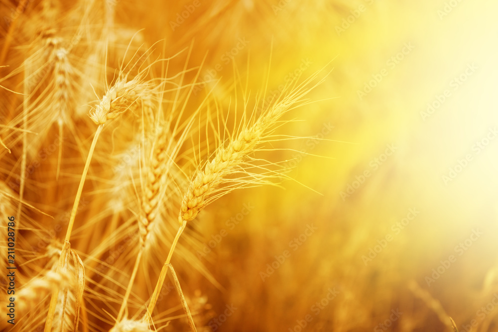Beautiful Gold Wheat on the Field on a Sunny Summer Day Beautiful Gold Wheat on the Field on a Sunny Summer Day