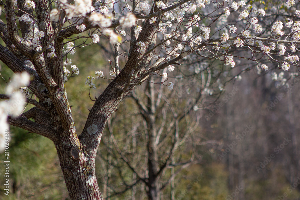 Blossom trees spring