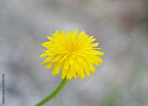 Fototapeta Naklejka Na Ścianę i Meble -  Dandelion flower in macro view