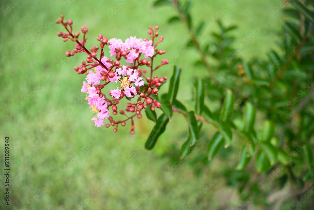 Crepe Myrtle blooms closeup background. Lagerstroemia flowers. Photo shot in Northwest Florida. With Copy Space Crepe Myrtle blooms closeup background. Lagerstroemia flowers. Photo shot in Northwest Florida. With Copy Space