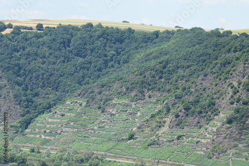 Moseltal bei Dieblich photo