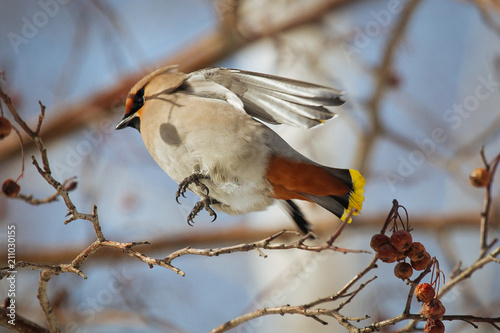 Waxwing bird jumping over rowantree branch photo