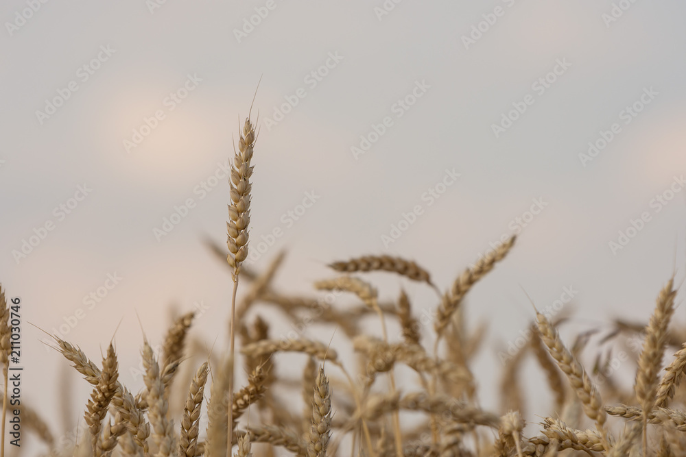Fototapeta premium ripening grain of ears in the field