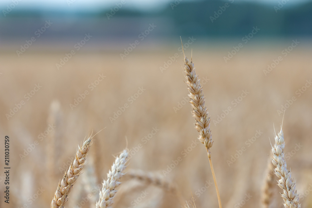 ripening grain of ears in the field