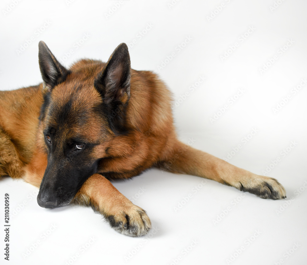Portrait of adult German Shepherd, 5 years old, in front of white background
