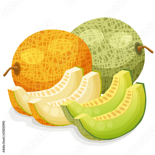 melon vector illustration