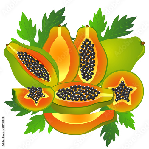 papaya illustration vector