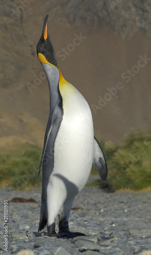 King Penguin  South Georgia Island  Antarctic