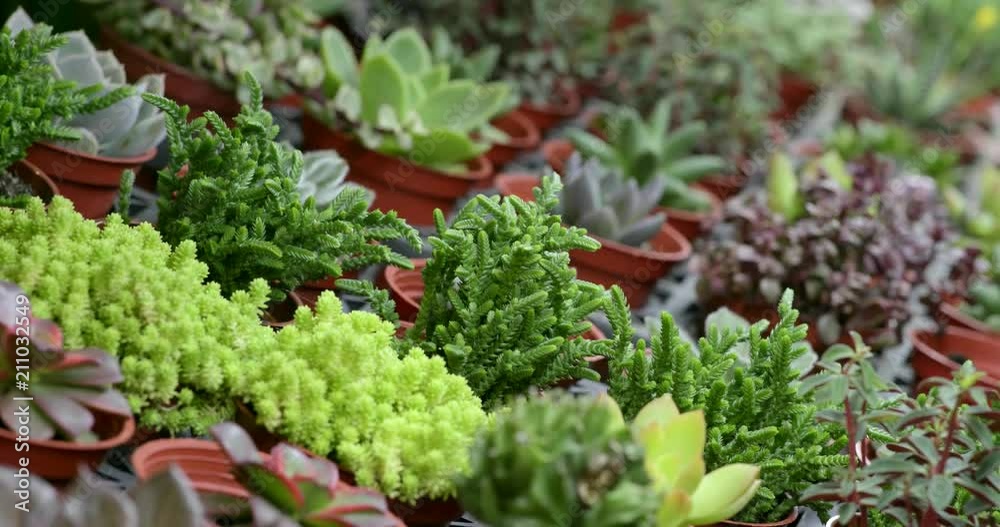 Potted succulent plants Potted succulent plants