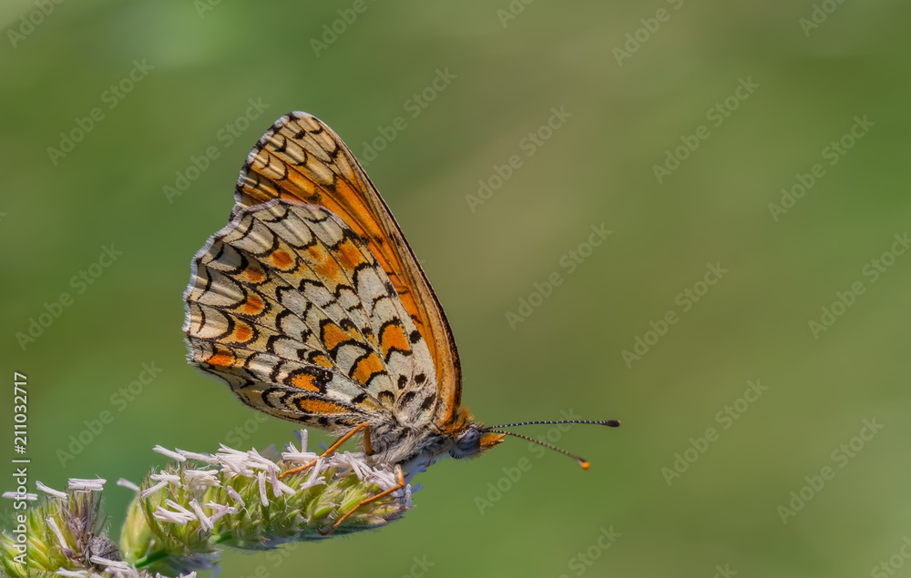 Obraz premium butterfly2