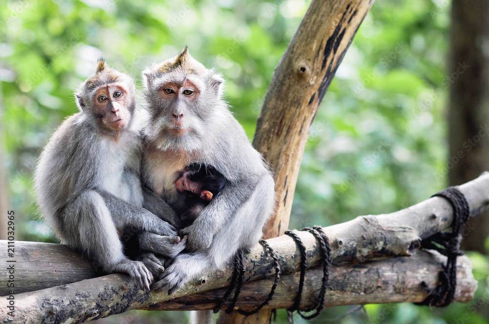 Naklejka premium Family of monkeys with a little baby macaque near Tample in Monkey Forest, Ubud, Bali, Indonesia.