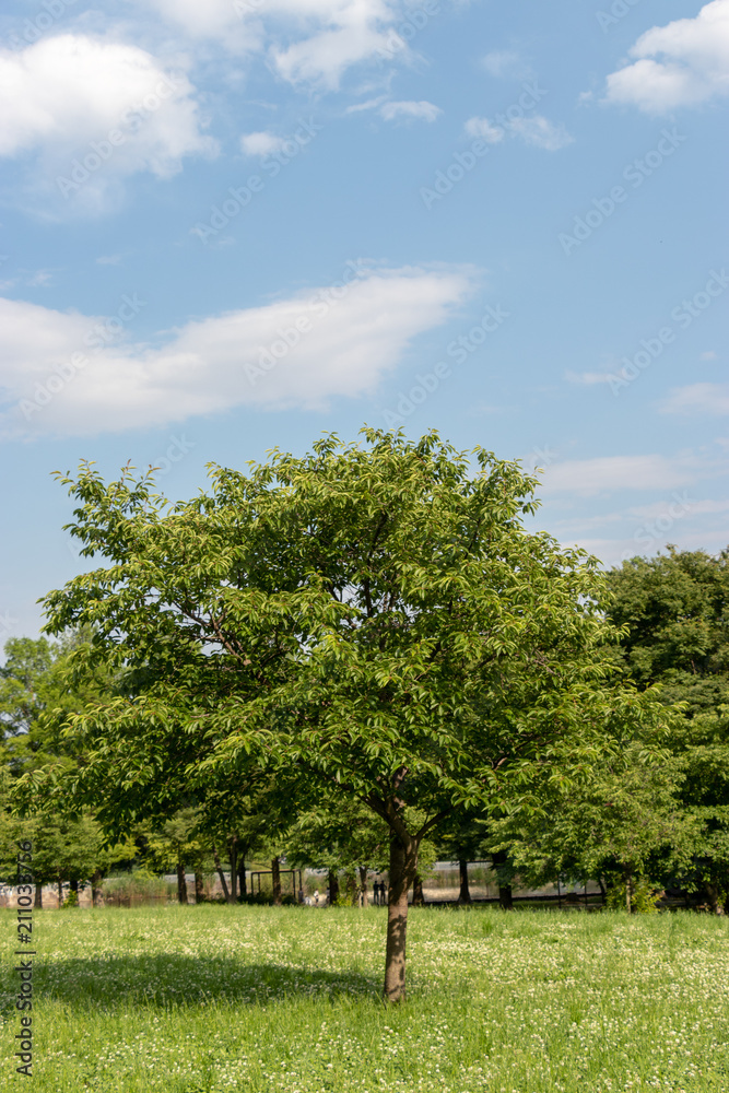 Landscape of Toneri Park in Tokyo / Toneri park is a public park in Tokyo Landscape of Toneri Park in Tokyo / Toneri park is a public park in Tokyo