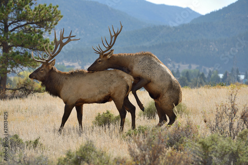 Too Friendly - A young mature bull elk tries to be intimate with its friend. Rocky Mountain National Park  Colorado  USA.