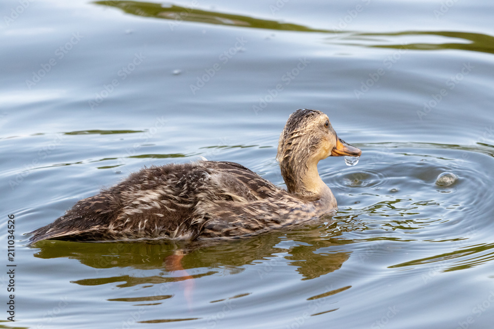 The baby birds of Grey duck in the Toneri park in Tokyo, Japan / Toneri park is a public park in Tokyo