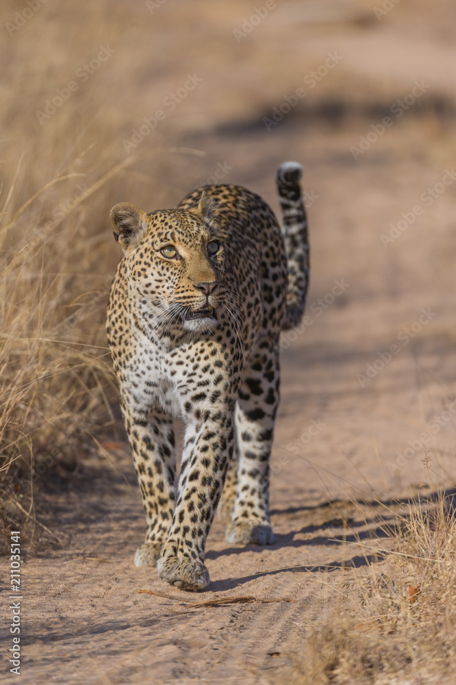 Naklejka premium Female Leopard Looking Up
