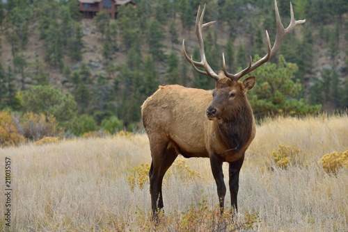 Close Encounter - Close-up full body view of a strong mature bull elk in close range. Rocky Mountain National Park  Colorado  USA.