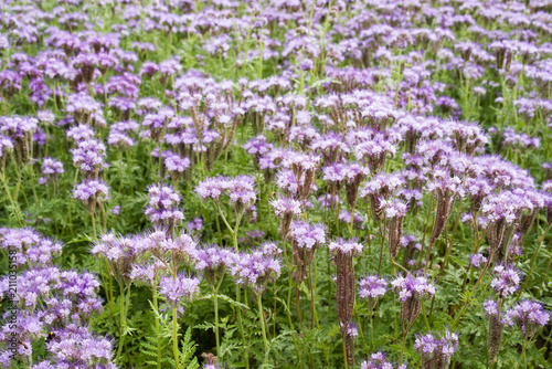 Plantation of flowering phacelia. Blue phacelia or purple phacelia - honey plant