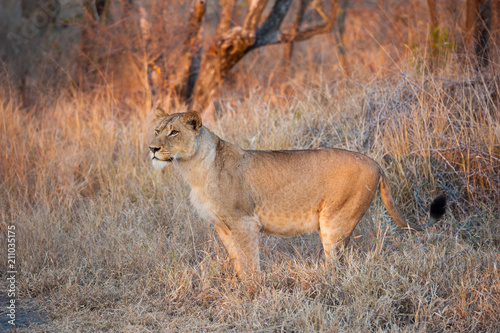 Young Lioness