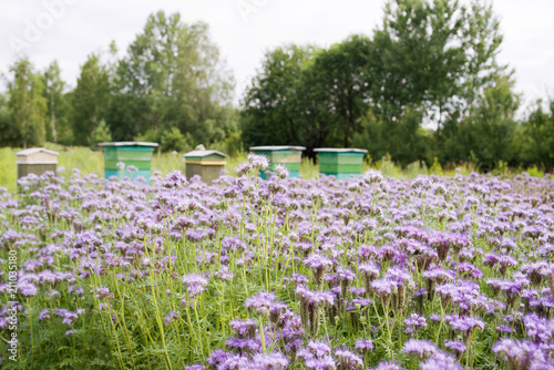 Field of blooming blue phacelia (Phacelia Tanacetifolia Benth) and colorful bee hives arranged  photo