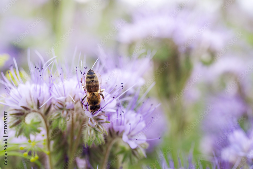 Bee collects the nectar from the phacelia (Lacy Phacelia Tanacetifolia). Phacelia flowers and bee, close up, soft focus, background. Bee collects the nectar from the phacelia (Lacy Phacelia Tanacetifolia). Phacelia flowers and bee, close up, soft focus, background.