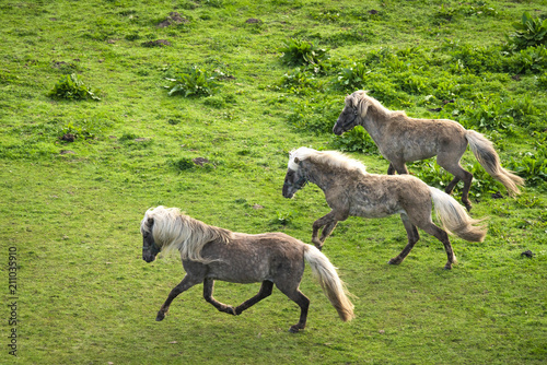 Three grey pony horses running wild