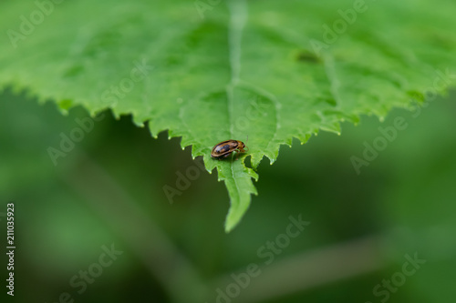Small black and brown beetle bug on green leaf close-up