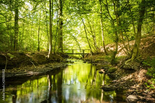 Fototapeta Naklejka Na Ścianę i Meble -  Green forest with a river running through